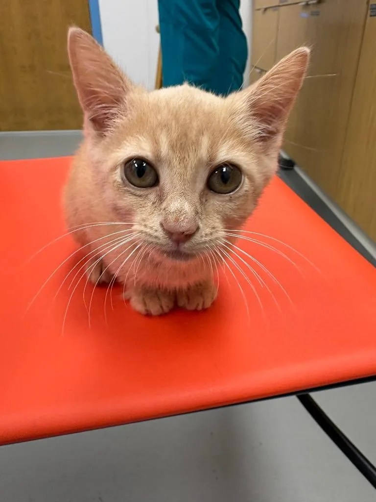 A baby medium-sized female Domestic Short Hair cat named Buffy for adoption in Hartsville, SC