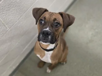 An adult large-sized male Boxer dog named Apollo for adoption in Coon Rapids, MN
