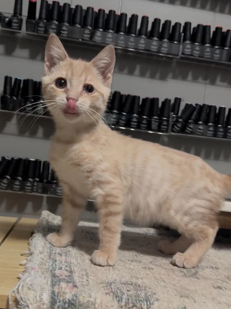A baby medium-sized male Buff / Tan / Fawn Domestic Short Hair cat named Simba for adoption in brant, MI