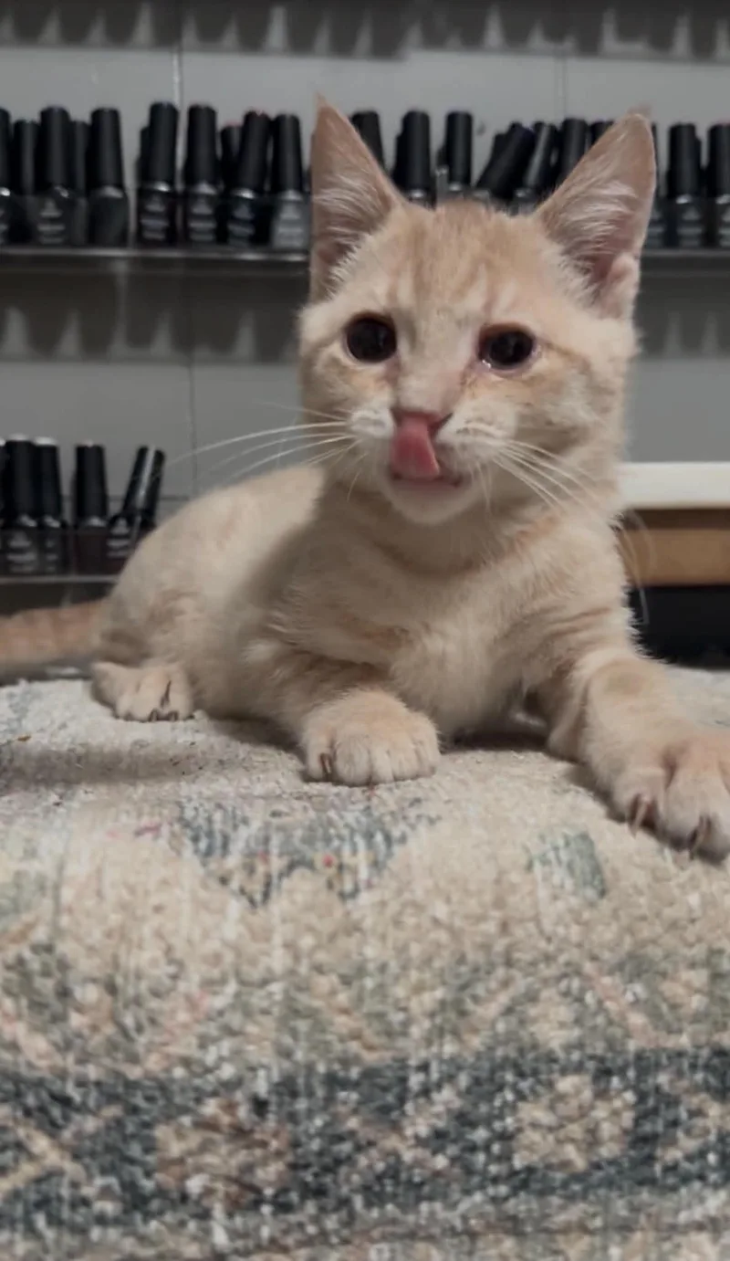 Simba thumbnail 3