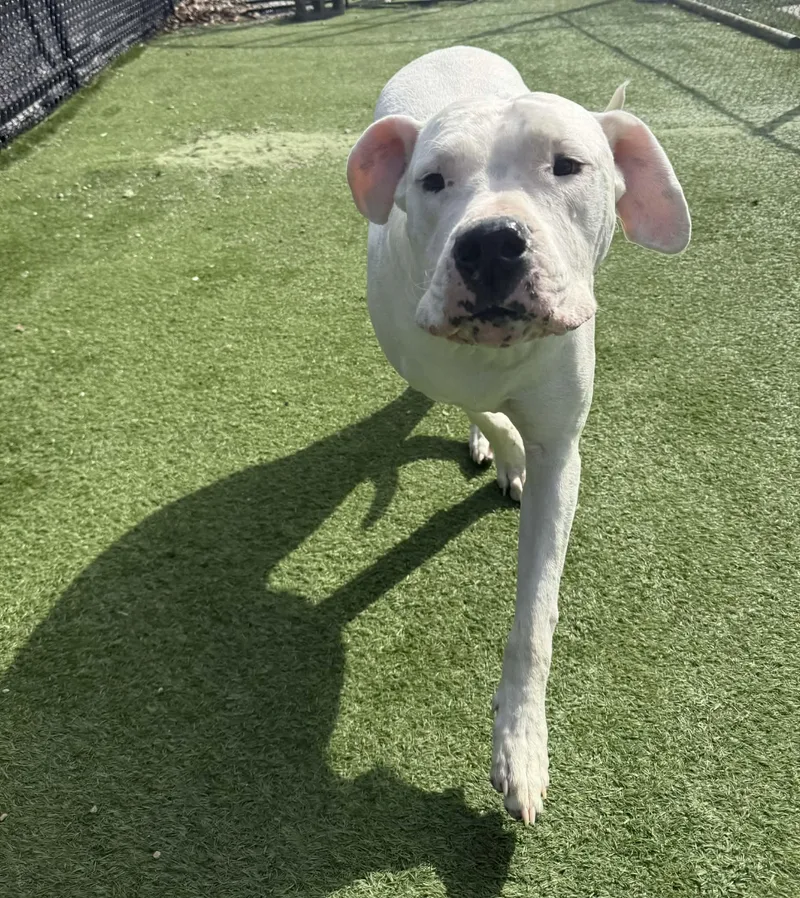 Moon Deaf thumbnail 2