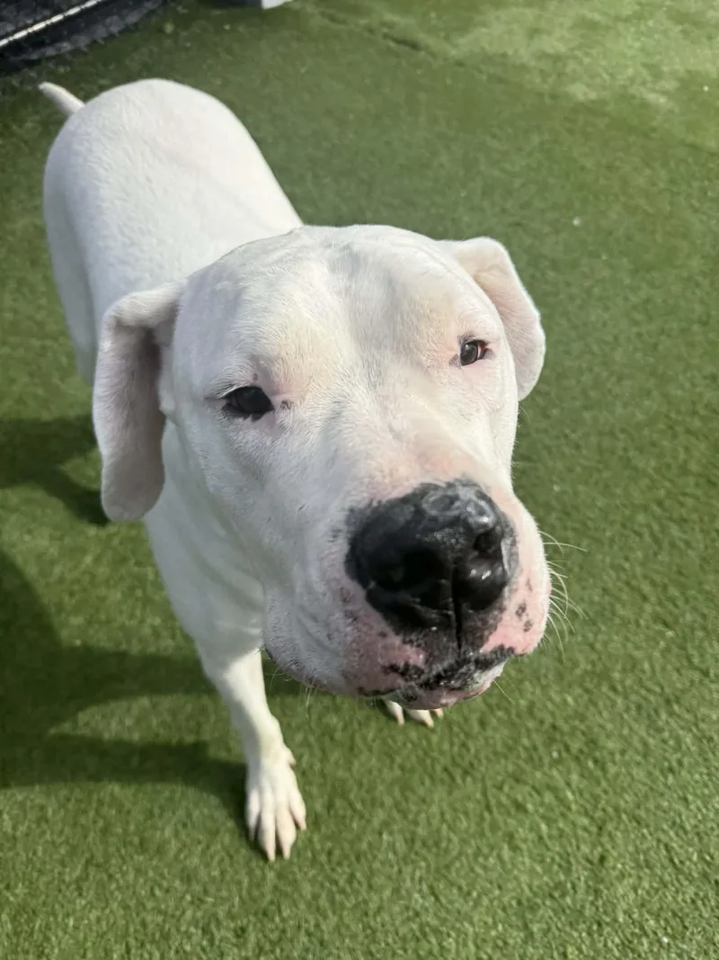 Moon Deaf thumbnail 3