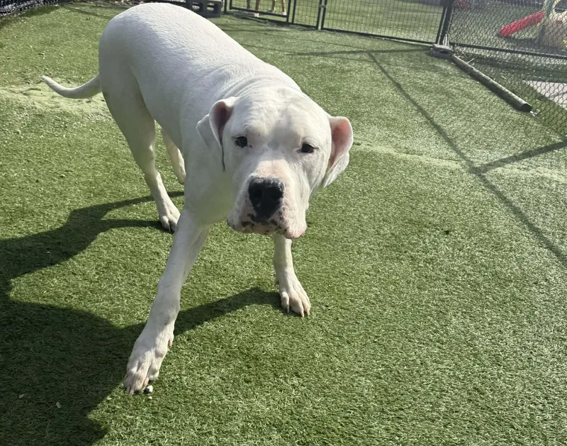 Moon Deaf thumbnail 4