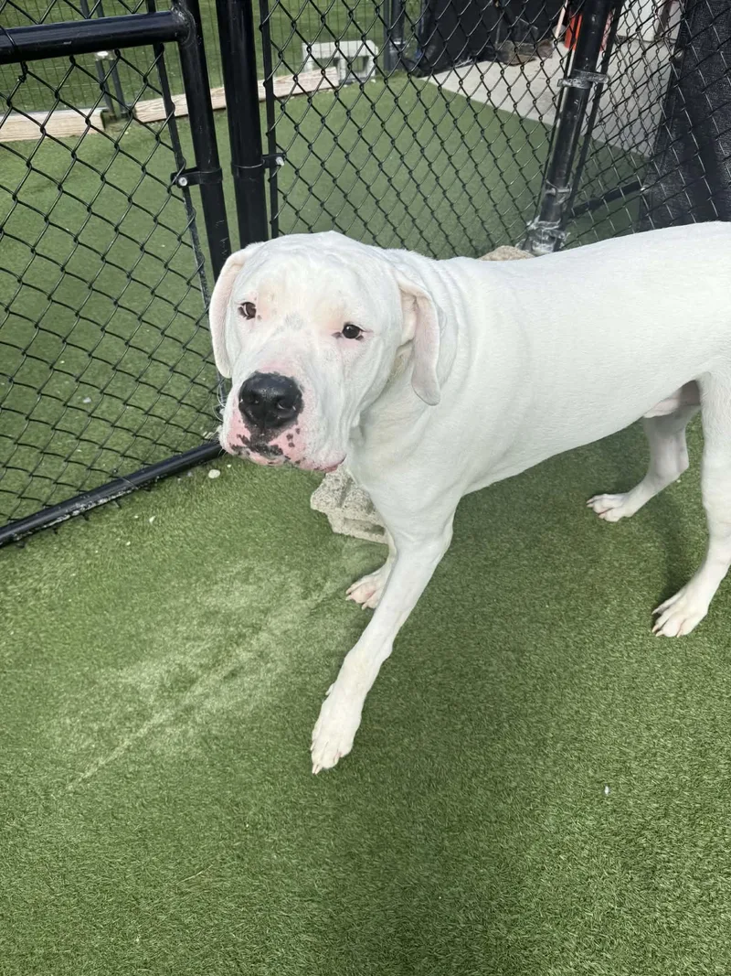 Moon Deaf thumbnail 5