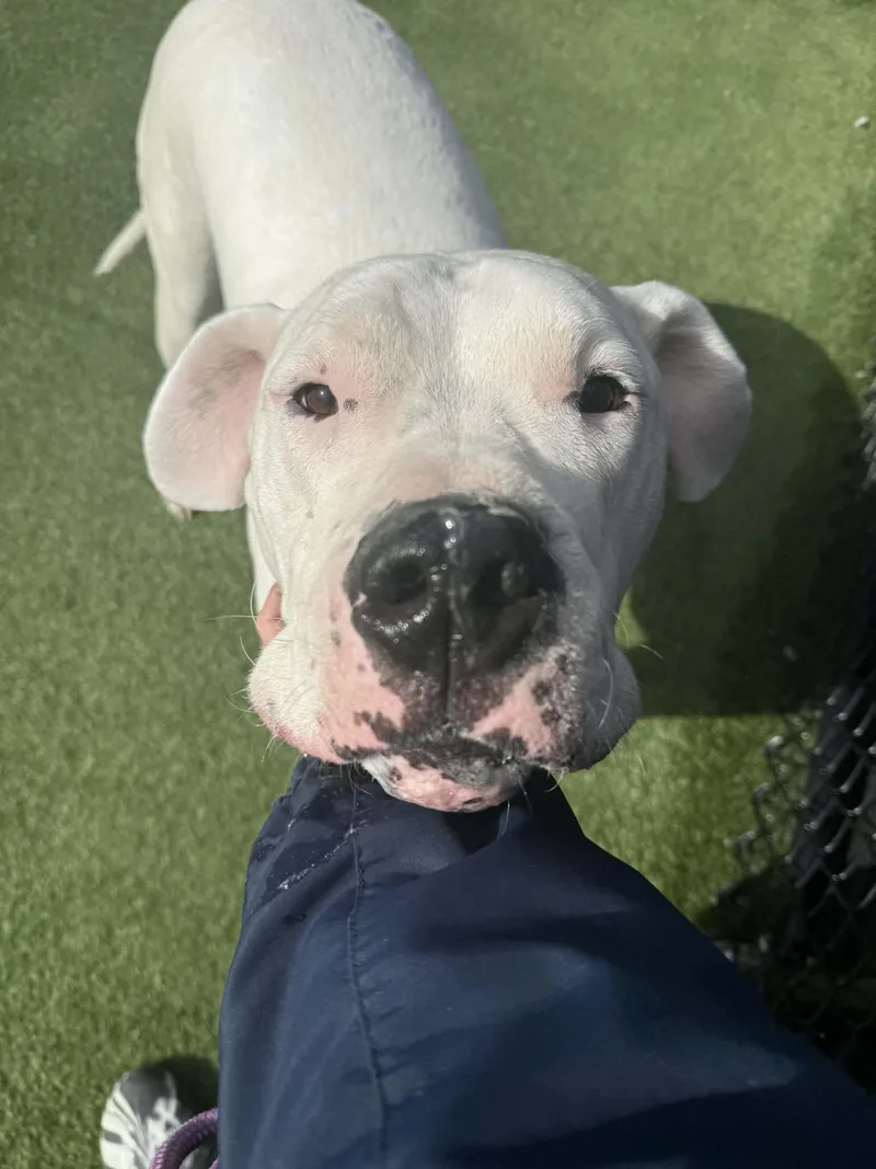 Moon Deaf thumbnail 6