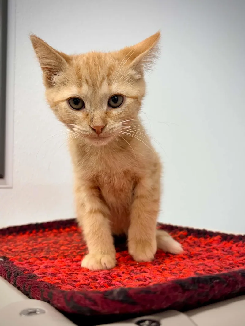 A baby small-sized male Tabby (Orange / Red) Domestic Short Hair cat named Toenail for adoption in Kalamazoo, MI