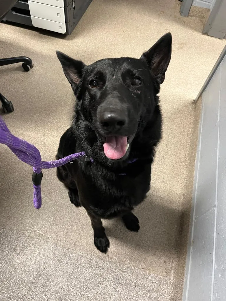 An adult large-sized male German Shepherd Dog dog named Spartan for adoption in Troy, OH