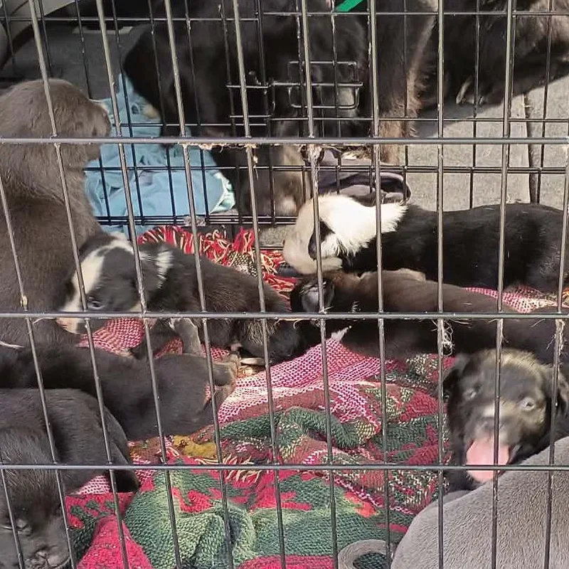 A baby medium-sized male Pit Bull Terrier dog named Wiggles for adoption in Lima, OH