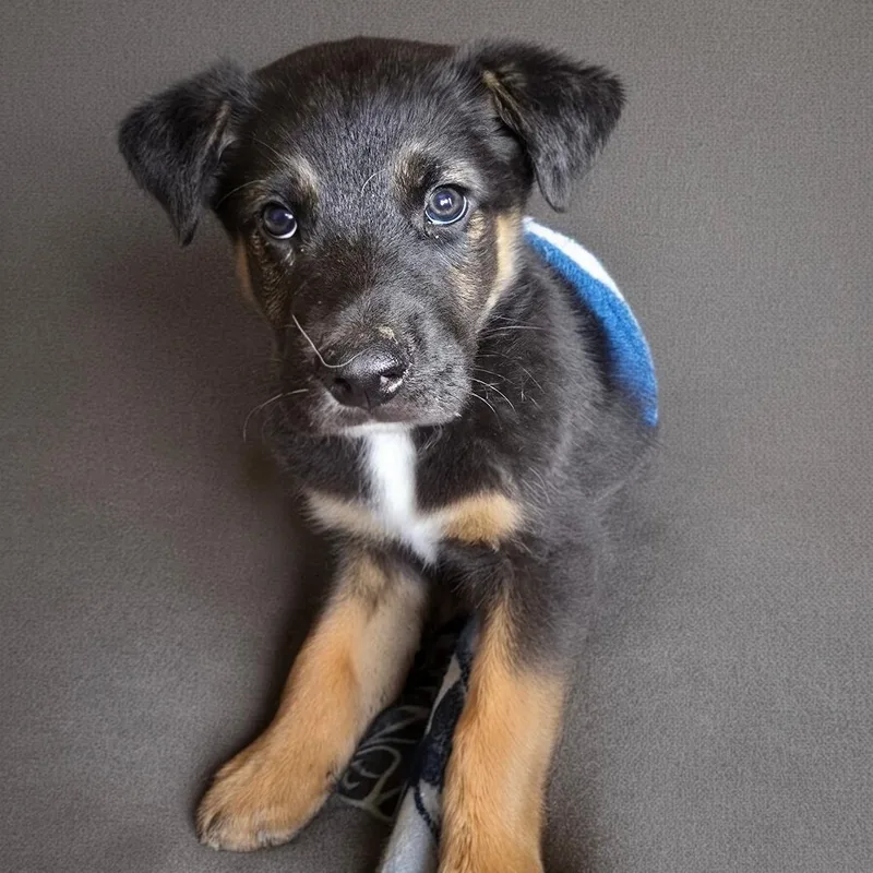 A baby small-sized male Black German Shepherd Dog dog named Levi for adoption in Klamath Falls, OR