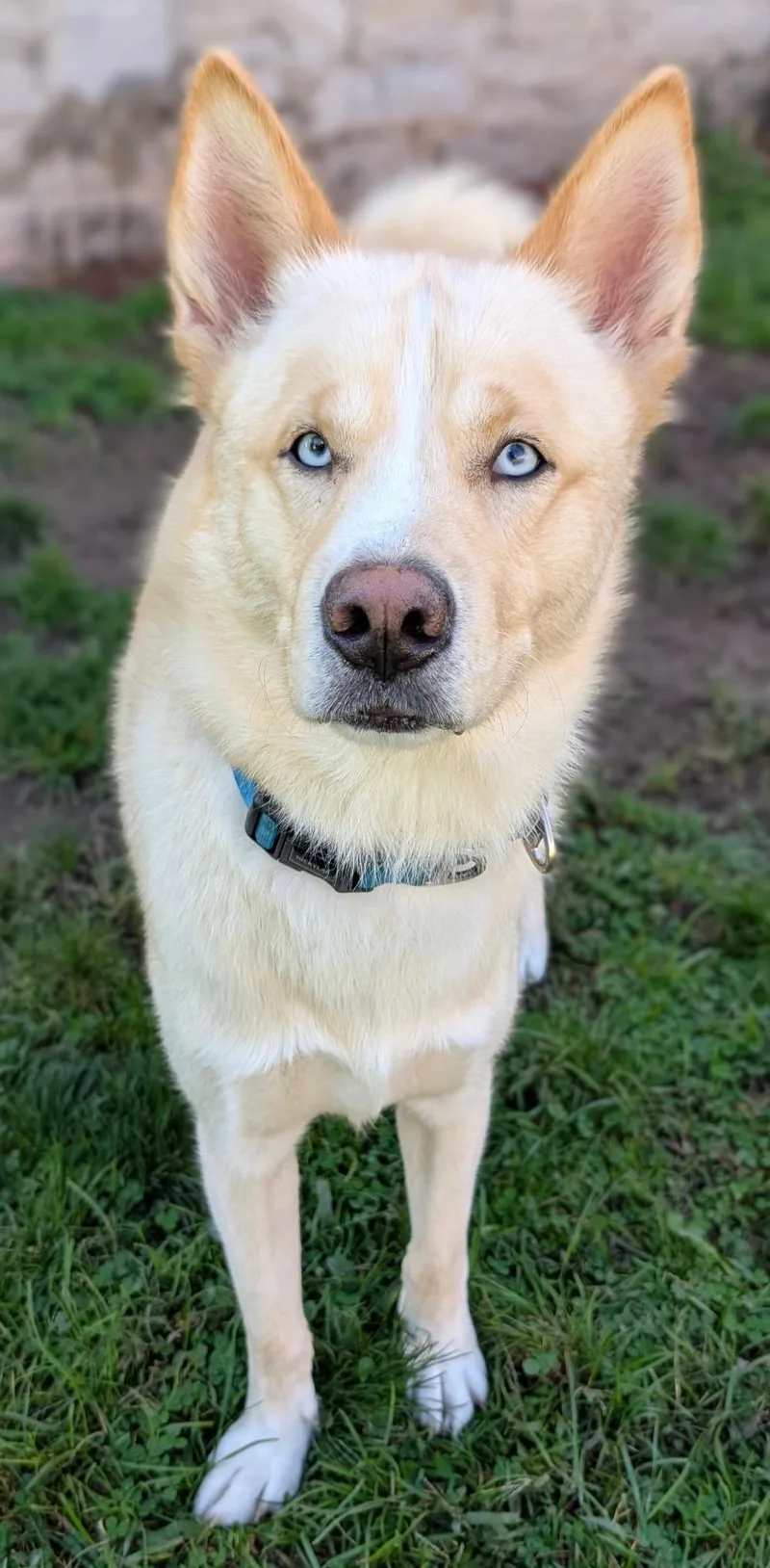 An adult medium-sized male Siberian Husky dog named Astro for adoption in Jamesville, NY