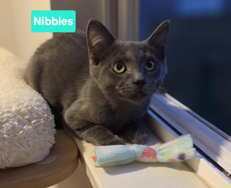 A baby small-sized male Gray / Blue / Silver Domestic Short Hair cat named Nibbles for adoption in Brighton, MI