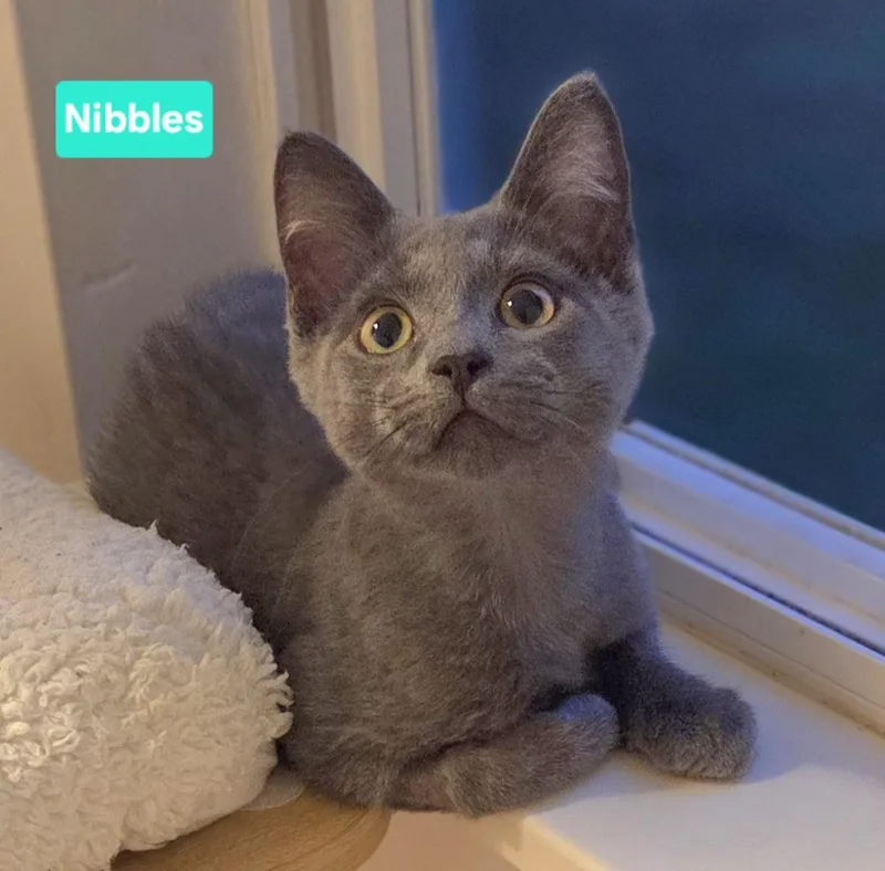 Nibbles thumbnail 2