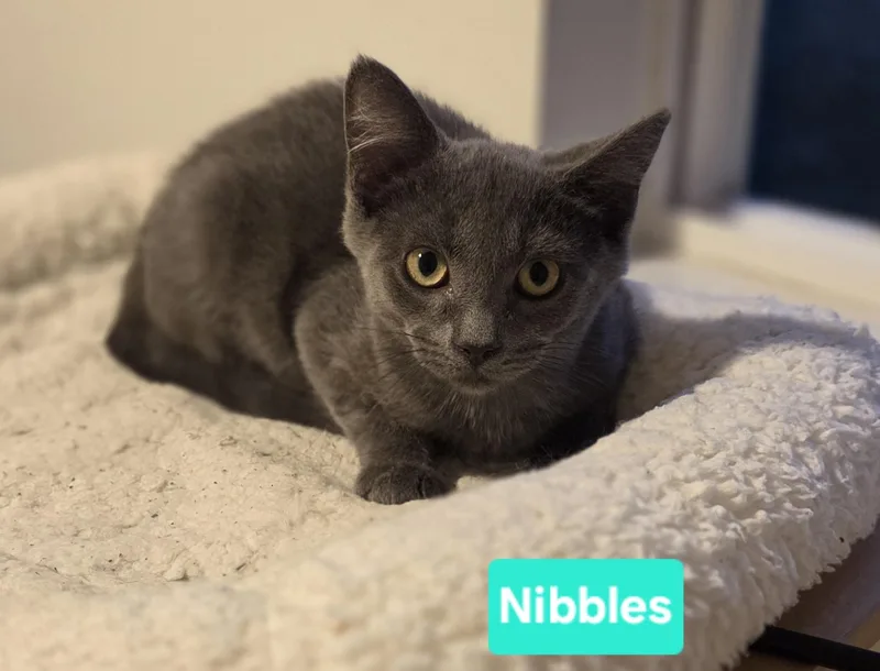 Nibbles thumbnail 3
