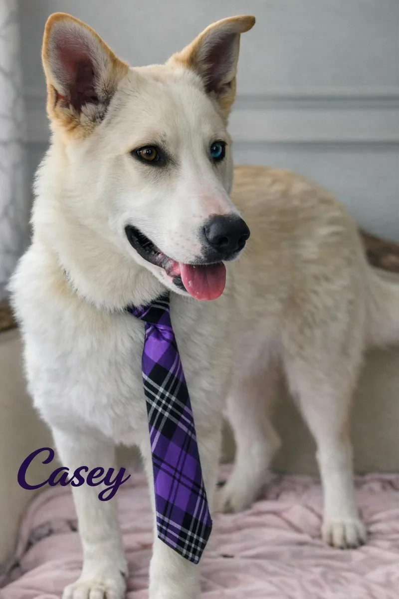 A young large-sized male White / Cream Husky dog named Casey for adoption in Bolivar, TN