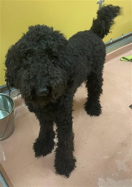 A young large-sized male Mixed Breed dog named Bandana for adoption in Columbia, SC