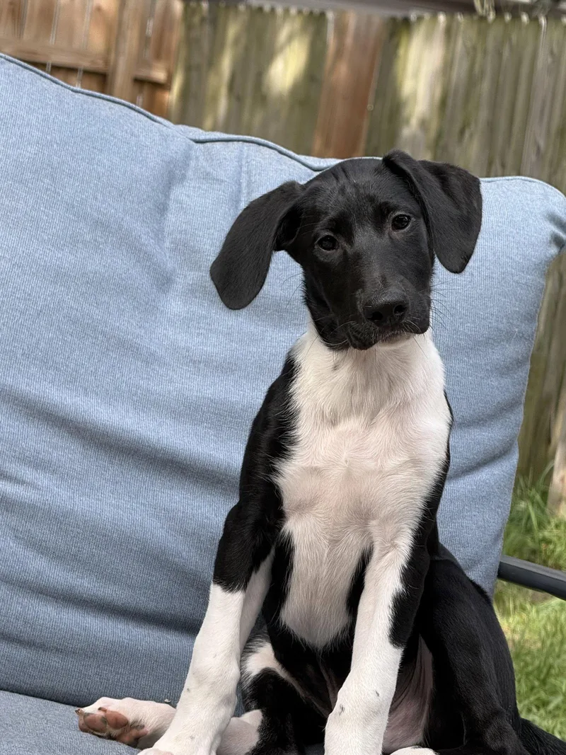 A baby medium-sized male German Shorthaired Pointer dog named Puppy Hank for adoption in Cuyahoga Falls, OH