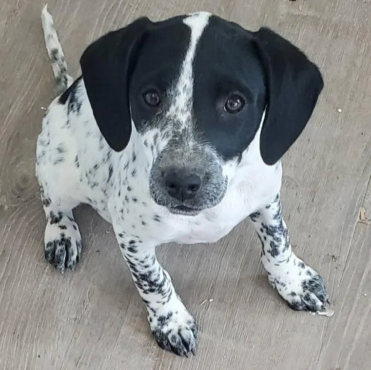 A baby medium-sized female Pointer dog named Susie for adoption in Albany, NY