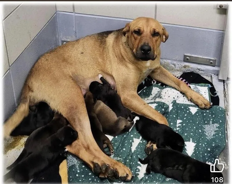 A baby medium-sized female Labrador Retriever dog named Ernie for adoption in Saugus, MA