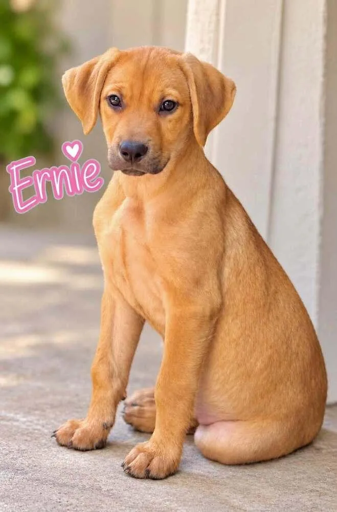 Ernie thumbnail 2