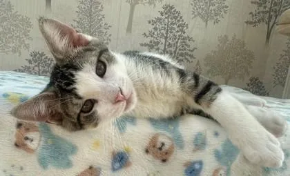 A young small-sized male Domestic Short Hair cat named Ziggy for adoption in Quakertown, PA