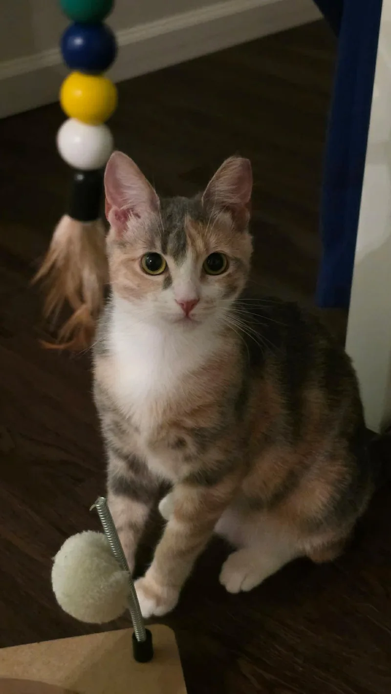 A young medium-sized female Domestic Short Hair cat named Molly for adoption in Rio Linda, CA