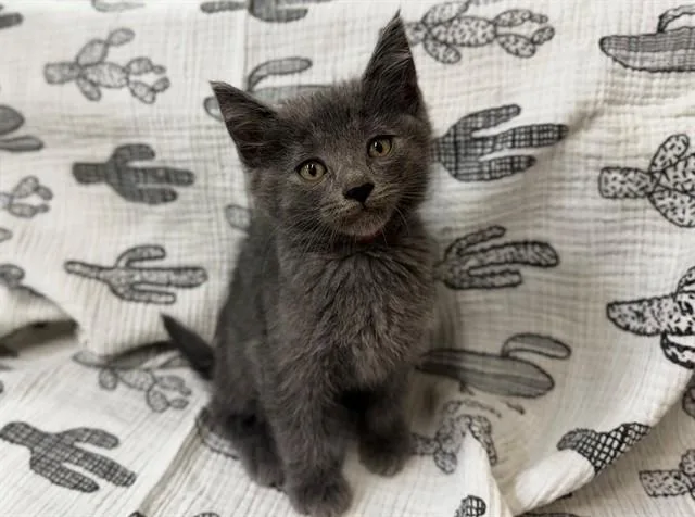 A baby small-sized female Domestic Medium Hair cat named Calliope for adoption in Moreno Valley, CA