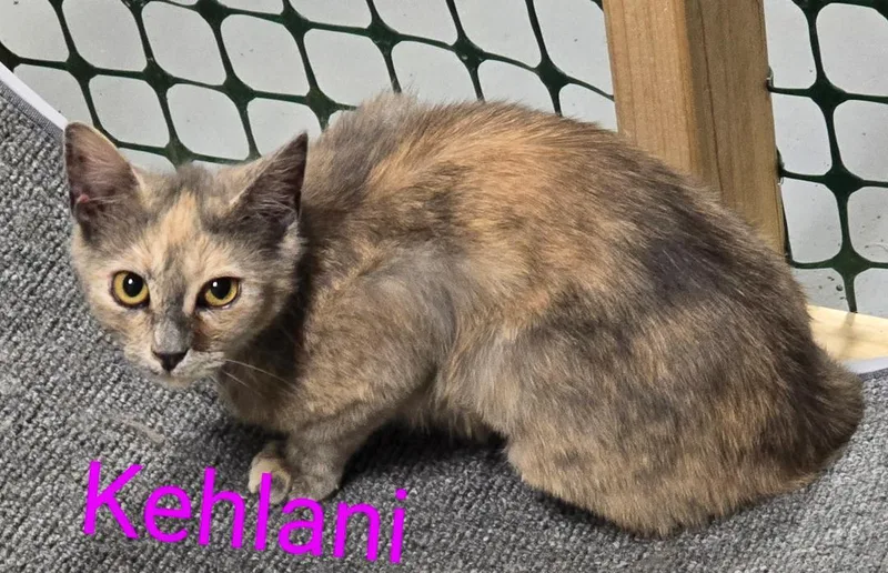 A young medium-sized female Dilute Tortoiseshell cat named Kehlani for adoption in Las Cruces, NM