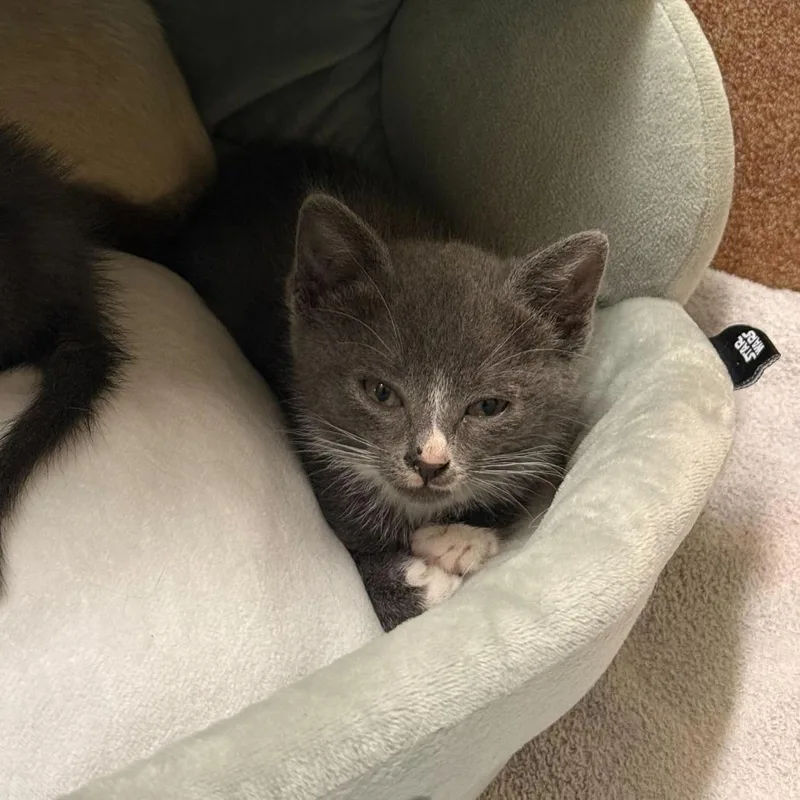 A baby small-sized female Gray / Blue / Silver Domestic Short Hair cat named Amour for adoption in Los Angeles, CA