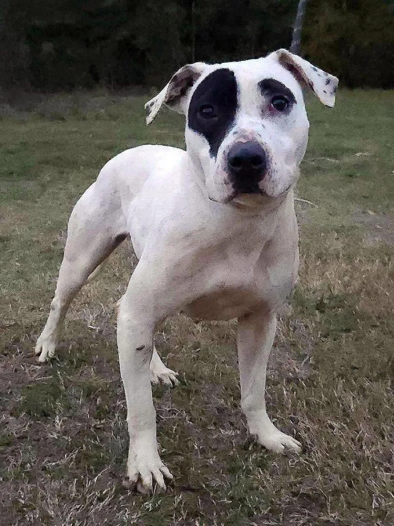 An adult large-sized female Black American Staffordshire Terrier dog named Fifi for adoption in Ville platte, LA