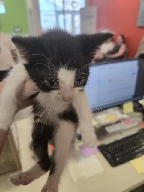 A baby small-sized male Domestic Short Hair cat named Apollo for adoption in Louisville, KY