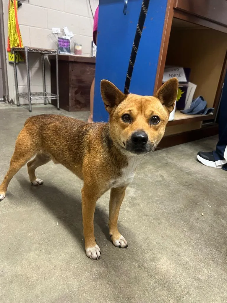 A young medium-sized male Mixed Breed dog named Cain for adoption in Murray, KY