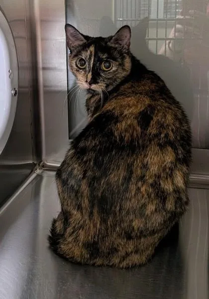 An adult small-sized female Domestic Short Hair cat named Siyeh for adoption in Missoula, MT
