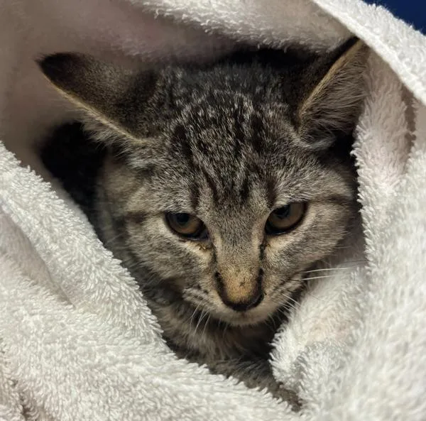A baby small-sized male Domestic Short Hair cat named Ronan for adoption in Vancouver, WA