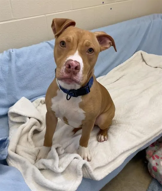 A baby small-sized male Pit Bull Terrier dog named Banana Bread for adoption in Fort Wayne, IN