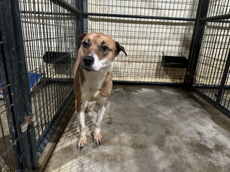 An adult medium-sized male Yellow / Tan / Blond / Fawn Mixed Breed dog named Mac for adoption in Canyon, TX