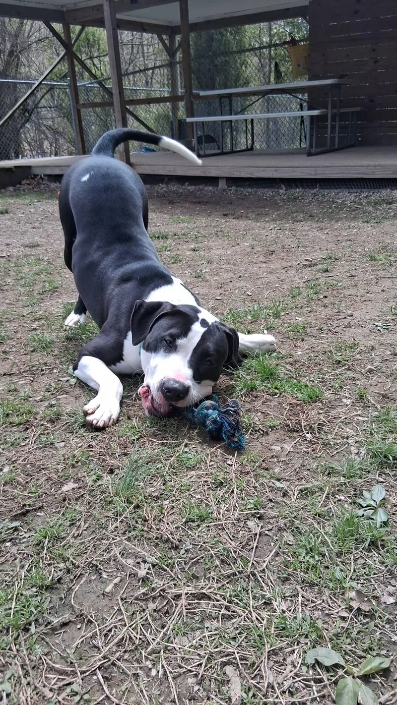 An adult large-sized male Pit Bull Terrier dog named Buddy for adoption in Huntingdon, PA