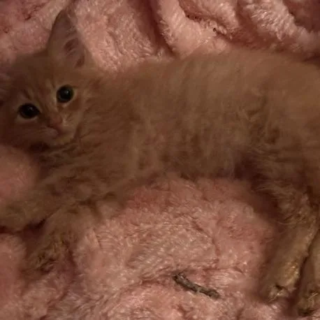 A baby small-sized male Orange / Red Domestic Medium Hair cat named Perry HWRStray for adoption in Woodbridge, VA