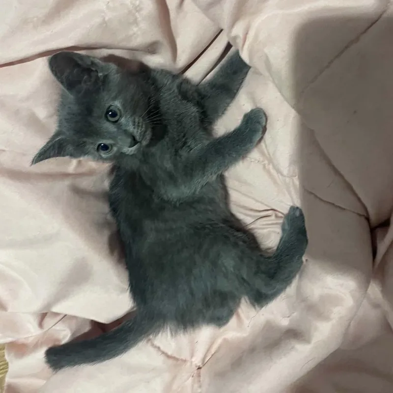 A baby small-sized female Russian Blue cat named Tanya for adoption in mount vernon, AR