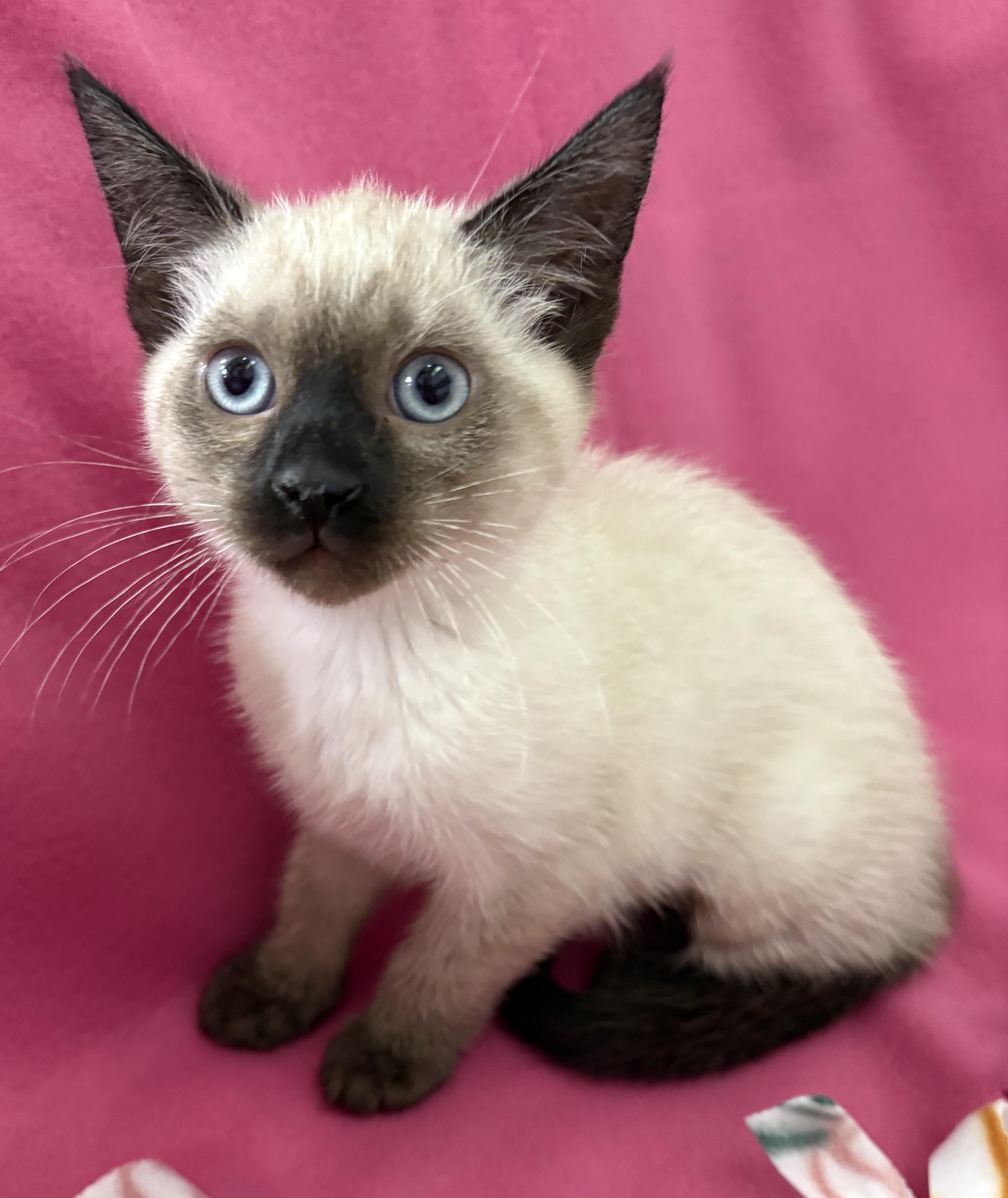 A baby medium-sized female Siamese cat named Rosie for adoption in Davis, CA
