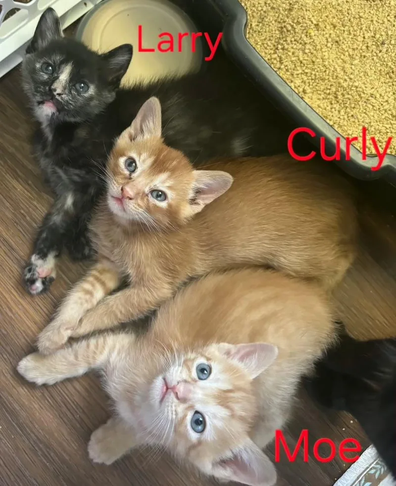 Larry thumbnail 2