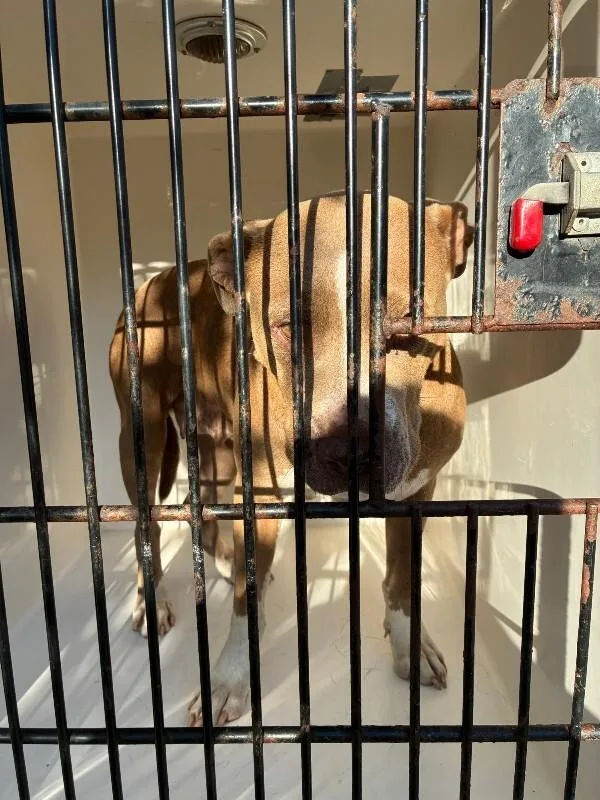 An adult medium-sized female Yellow / Tan / Blond / Fawn American Bulldog dog named Precious for adoption in Mobile, AL