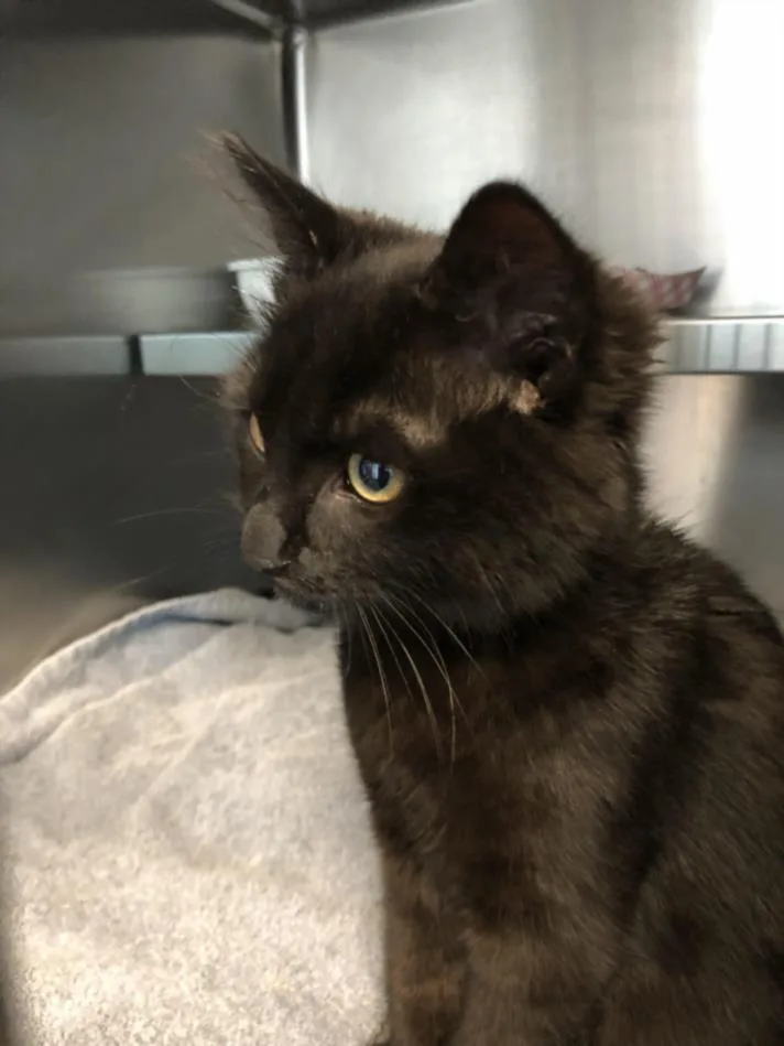 A young small-sized female Domestic Short Hair cat named Lidia for adoption in Los Angeles, CA