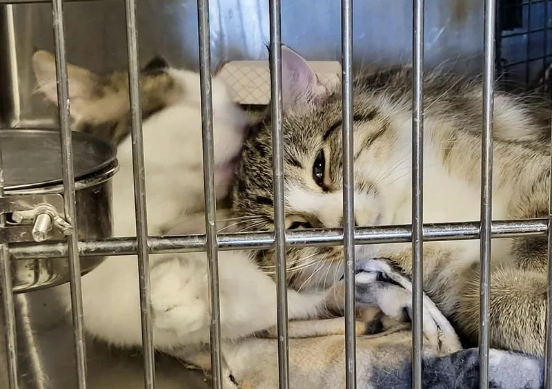 A young medium-sized male Domestic Short Hair cat named Pancake for adoption in Detroit Lakes, MN