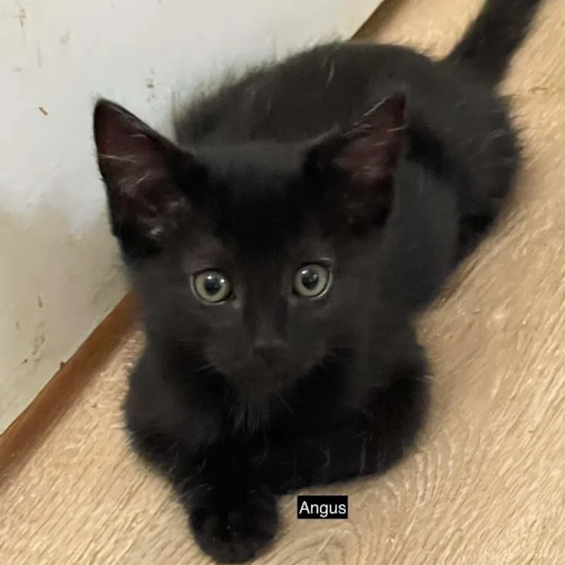A baby small-sized male Black Domestic Short Hair cat named Angus for adoption in Antioch, CA