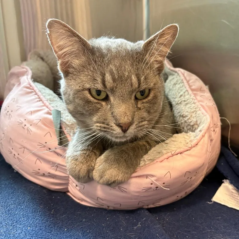 An adult large-sized male Domestic Short Hair cat named Tigger for adoption in Fairport, NY