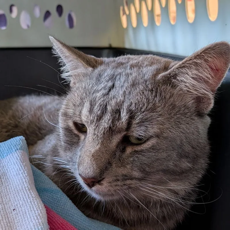 Tigger thumbnail 2