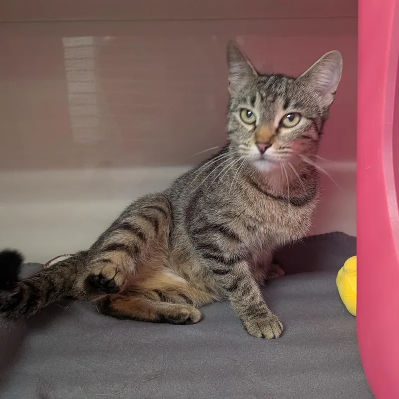 A young medium-sized female Domestic Short Hair cat named S'more for adoption in Watertown, NY
