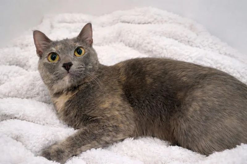 A young small-sized female Domestic Short Hair cat named Mavis for adoption in Columbia, TN