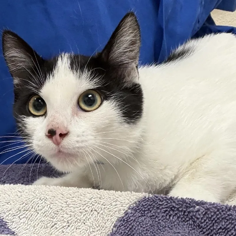 A baby small-sized female White Domestic Short Hair cat named Posey for adoption in Springfield, MA