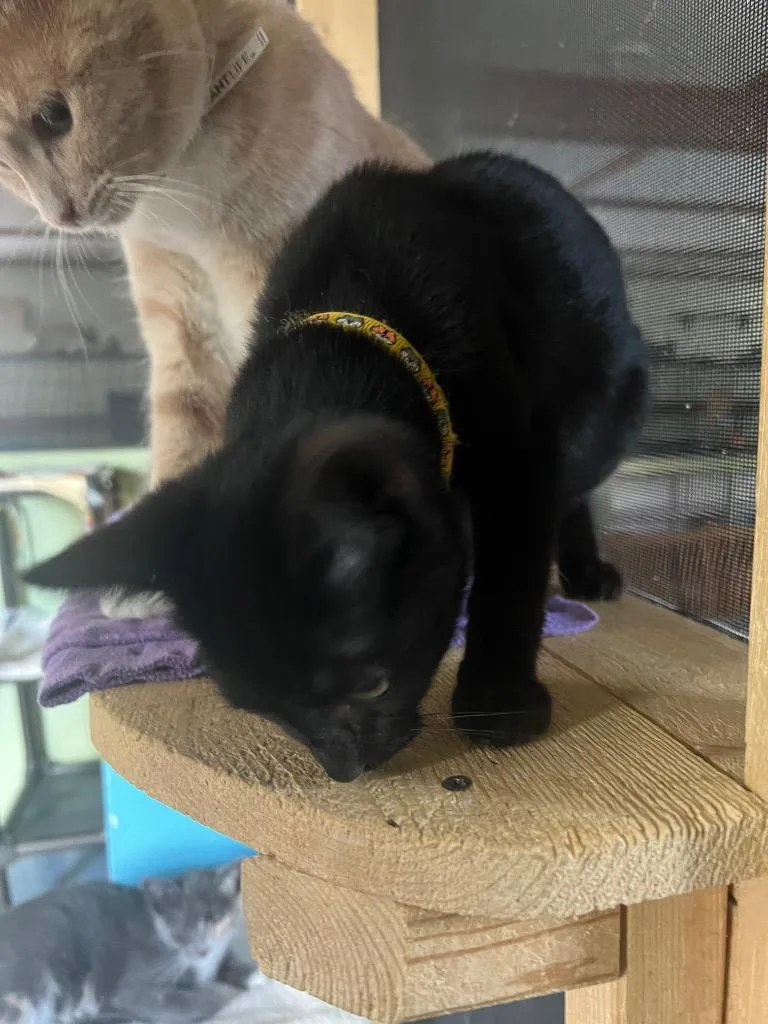 A baby medium-sized male Domestic Short Hair cat named Dillion for adoption in Rice Lake, WI
